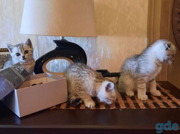 Шотландские котята, фотография 1