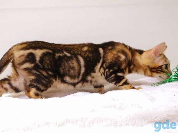 Бенгальские котята, фотография 9