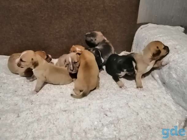 Щенки ам. Стаффа, фотография 1