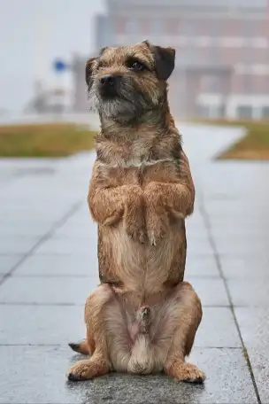 Бордер терьера щенки, фотография 4