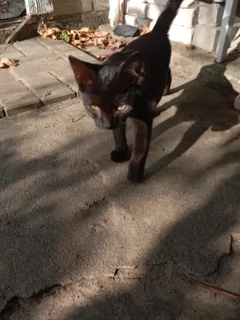 Котенок в дар, фотография 4
