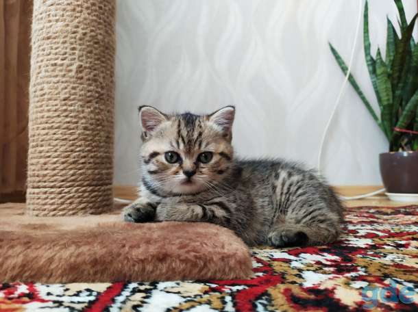 Шотладская кошечка, фотография 4