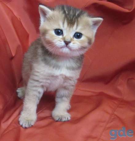шотландские котята, фотография 5