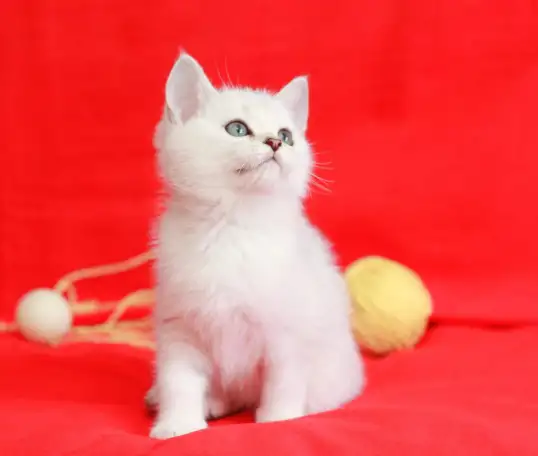 Британские котята, фотография 1