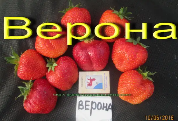 САЖЕНЦЫ КЛУБНИКИ - 50 сортов  - купить в Гомеле с питомника, фотография 12