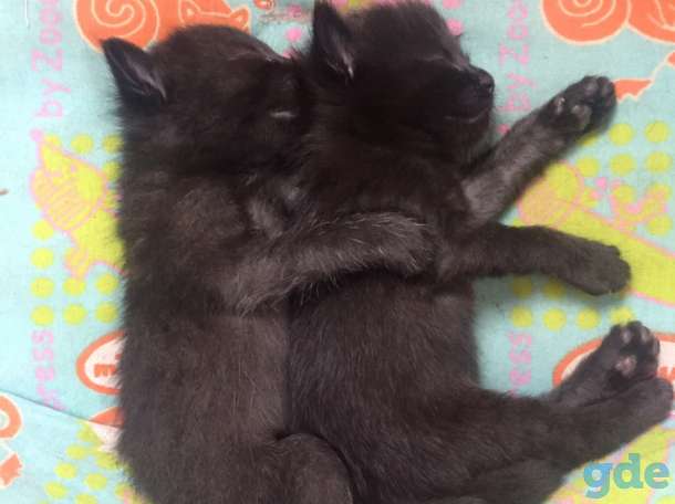 Котята в хорошие руки, фотография 3
