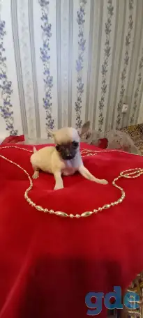 Чихуахуа мини девочка щеночек, фотография 4