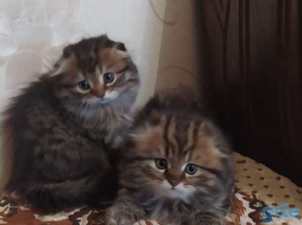 Шотландские котята Хайлендеры от  правильной вязки,родились1.05,мальчик и девочка,,кушают  хорошо к лотку приучены., фотография 6