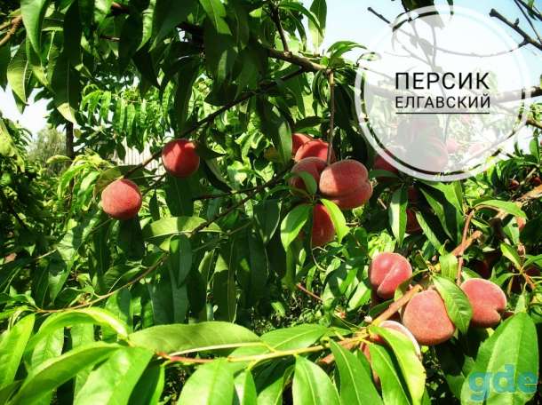 Саженцы персиков, абрикосов и нектаринов, фотография 4