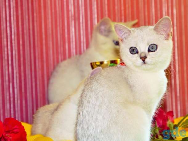 Котята британские шиншиллы, фотография 3