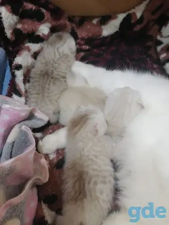 Котята, фотография 1