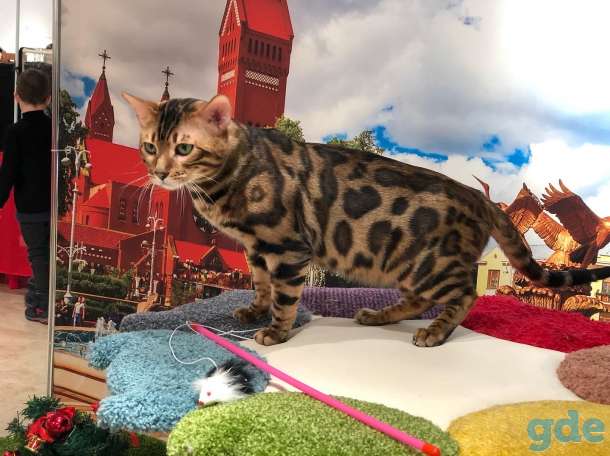 Бенгальский кот вязка Gr. I. Ch породы, фотография 11