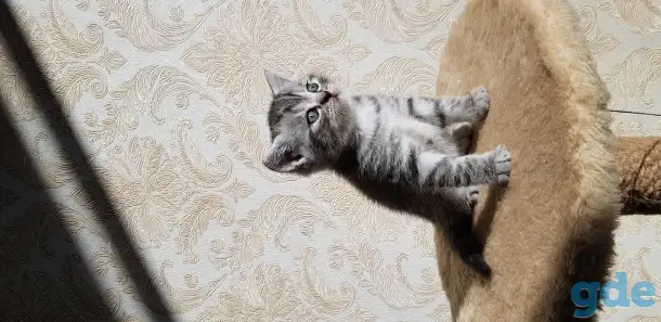 Котята шотландской прямоухой, фотография 4