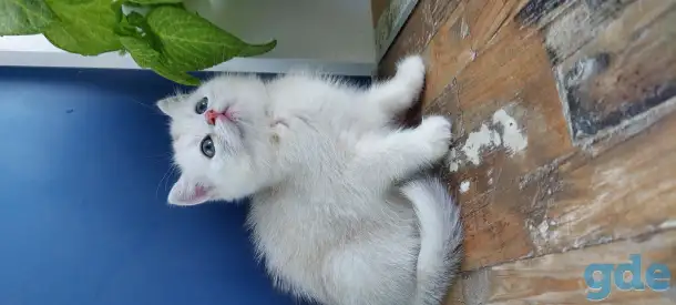 Котята, фотография 3