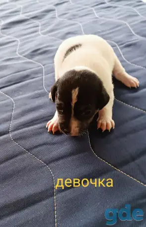 Щенки, фотография 5