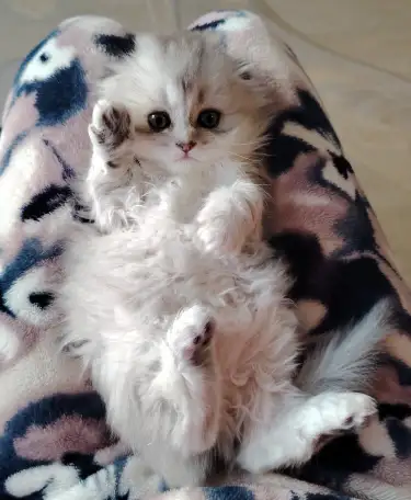 Шотландские котята., фотография 2