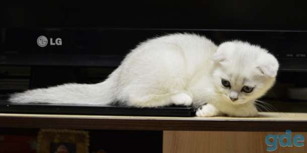 Шотландский-вислоухий котёнок, фотография 3