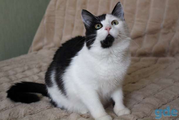 Красивый ласковый котик Бим, фотография 3