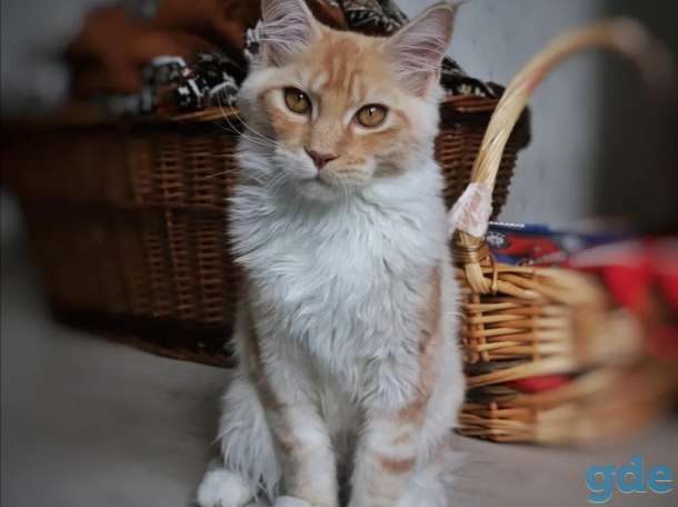 Мейн-кун котенок, фотография 2