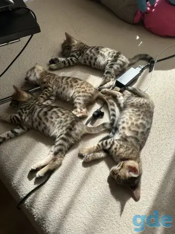 Котенок бенгальский, фотография 4