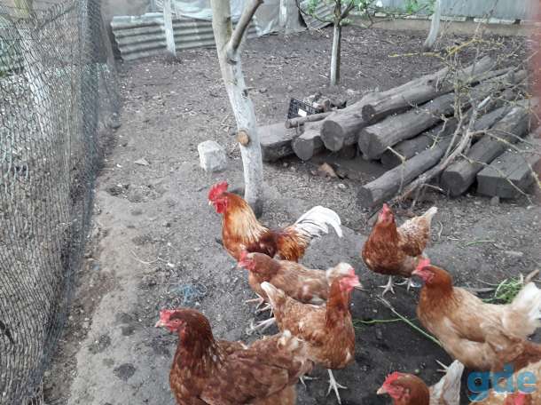 Продам петуха, фотография 1