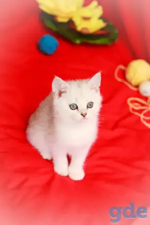 Котята британские, фотография 1