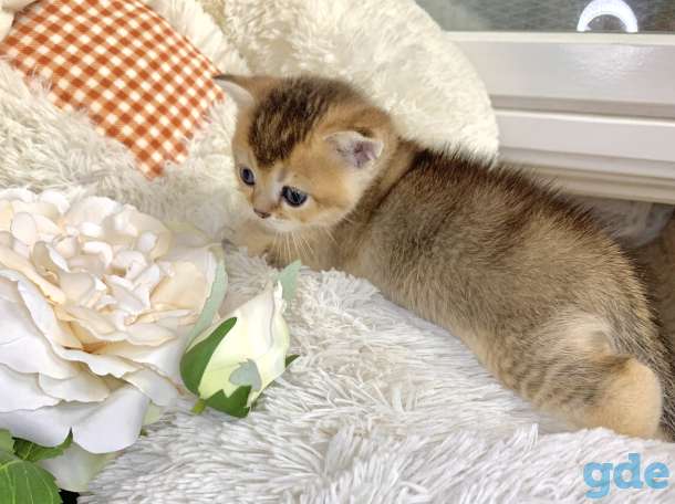 Котята шотландские ЗОЛОТАЯ ШИНШИЛЛА, фотография 3