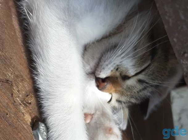Подарим милых котят, фотография 2