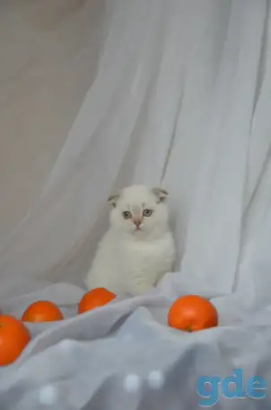 Шотландские котята, фотография 4