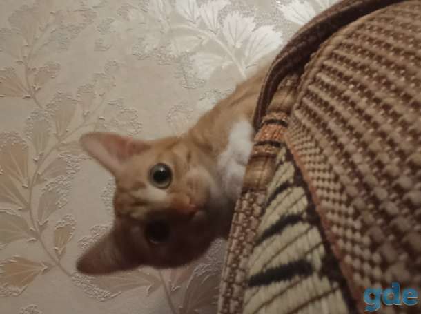 Котёнок в дар, фотография 5