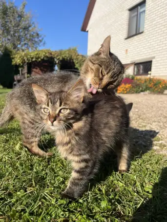 Котята в добрые руки, фотография 1