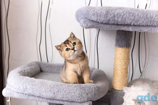Шотландские котята, фотография 6