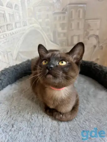 Котята европейской бурмы, фотография 4