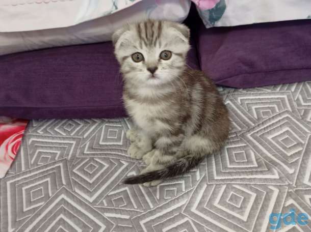 котята шотландские, фотография 1