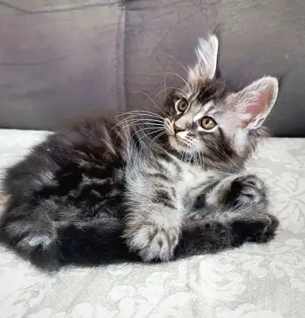 Котята Мейн-кун, фотография 1