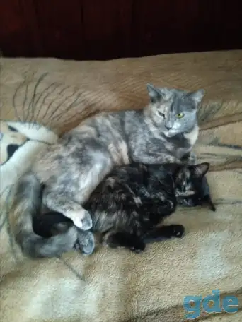 Отдам бесплатно котят от британцев, фотография 3