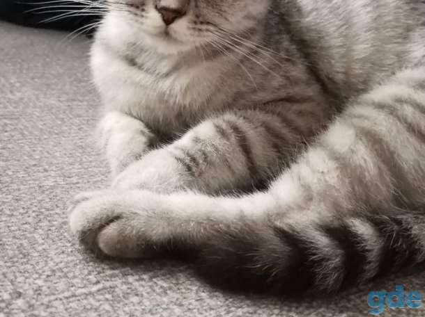 Шотландские котята, фотография 6