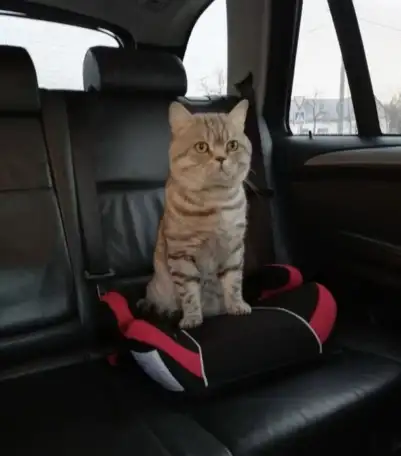 Шотландские котята, фотография 7
