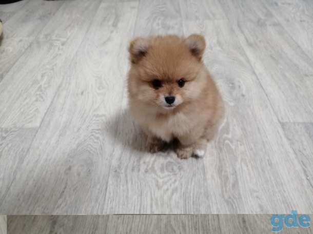 Продажа собаки, фотография 3