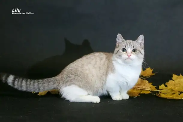 Манчкин  девочка, фотография 1