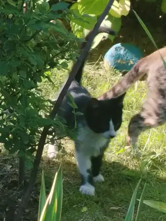 Котята в дар, фотография 2