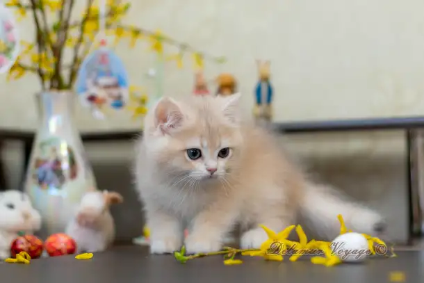 Британские котята из питомника. Мальчик Амур., фотография 8