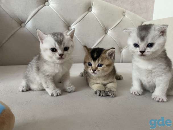 Шотландские котята, фотография 3