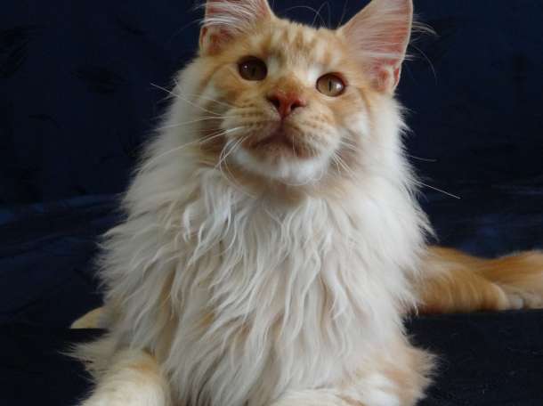 Котёнок Мейн-кун, фотография 4
