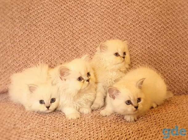 Британские котята, фотография 1