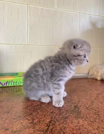 Шотландские котята, фотография 2