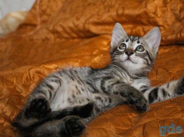 Шикарный котёнок в дар, фотография 1
