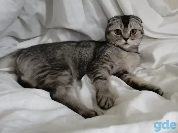 Шотландские котята голубая золотая шиншилла, фотография 9
