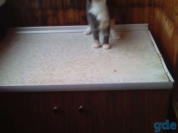 Кошка, фотография 1