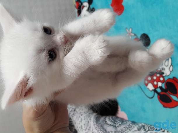Отдам котят!!, фотография 4